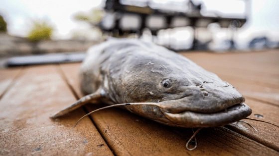 Maryland Invasive Fish