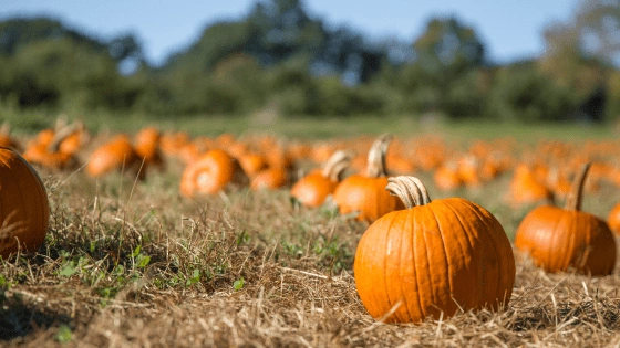 Redemption Farms Pumpkins (1)