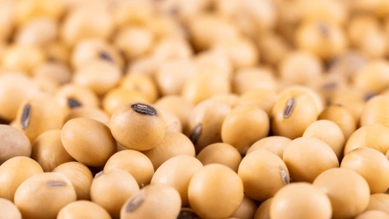 Soybeans My Maryland Farmers