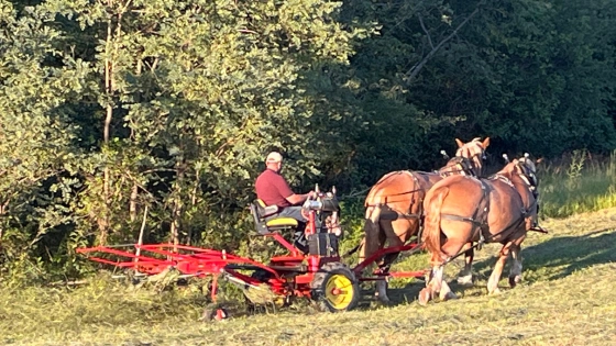 Draft Horse Maryland