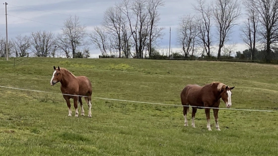 Draft Horses Help Create Lifetime Memories