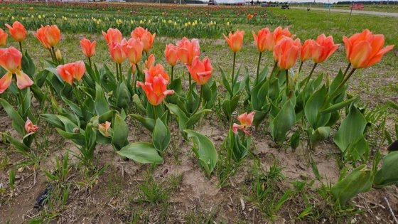 CSA Flowers Maryland