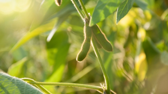 My Maryland Farmers Soybeans Footer