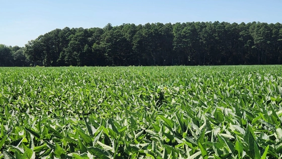 The Appetite for Soybean-Based Products is Growing