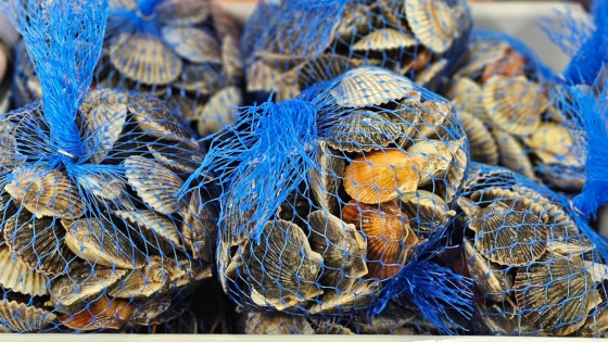 Shellfishly Saving the Bay, One Scallop and Oyster at a Time