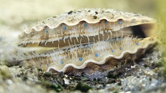 My Maryland Farmers Scallops