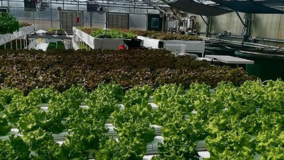 Aquaponic Farming Keeps It Fresh Year-Round