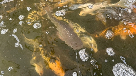 My Maryland Farmers Aquaponics (1)