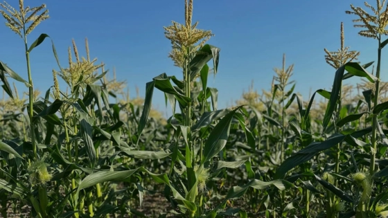 My Maryland Farmers State Fair (2)