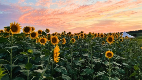 A Field of Sunflower Dreams