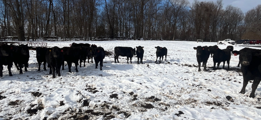 How Cows Thrive During the Winter